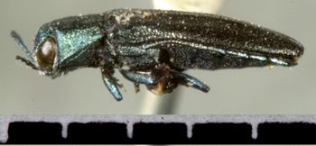 Media type: image;   Entomology 2121 Aspect: habitus lateral view